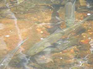 HERRING AT THE COUNTRY CLUB: FRIENDS OF THE TEN MILE