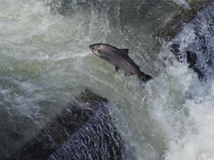 HERRING RUNS AND VERNAL PONDS