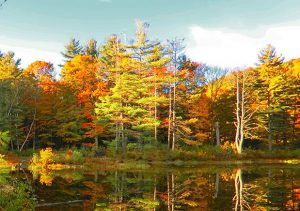 MASS AUDUBON FALL FEST