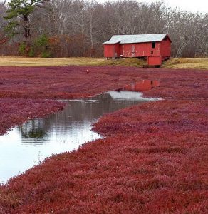 “WATERSHED RAMBLES”